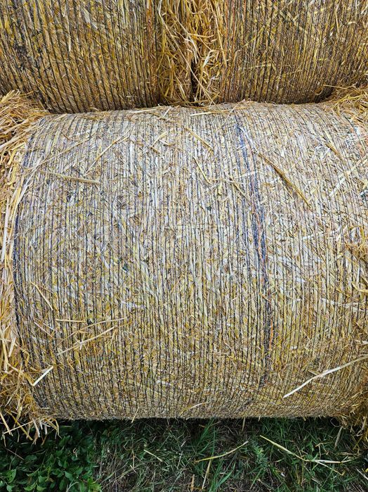 Бали от ечемяна слама реколта 2025г.