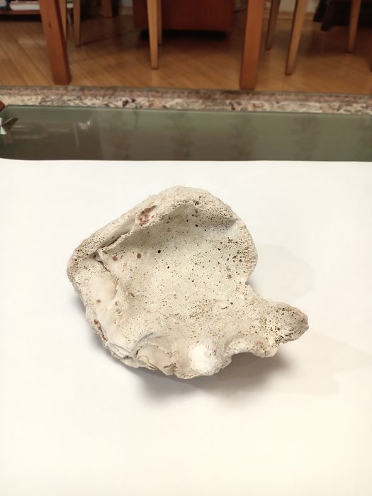 Ракушка коралл крупная