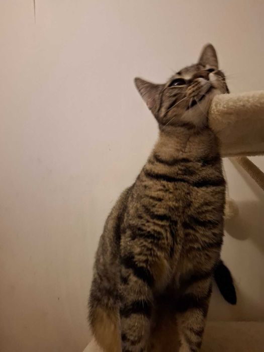 Коте Лили те очаква