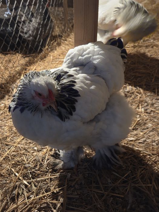 Oua Brahma HD incubat disponibile