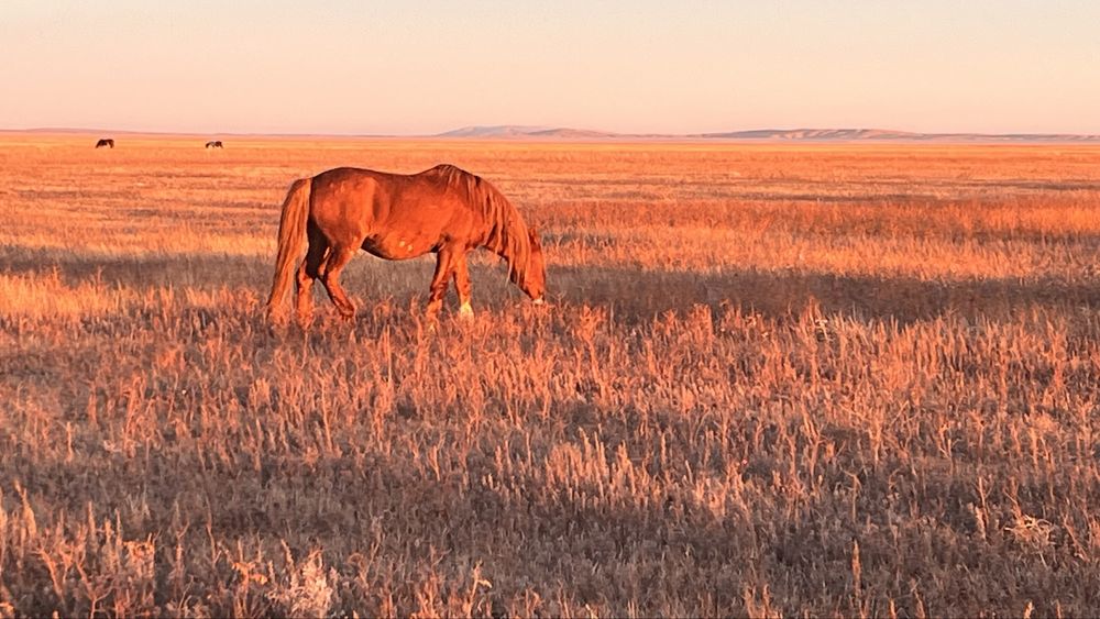 Жеребец айғыр айгыр