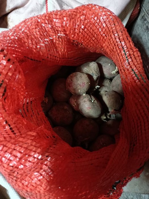 Картофель семенной .