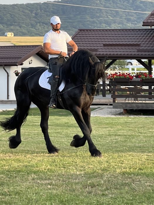 Armăsar Friesian Top Frizian