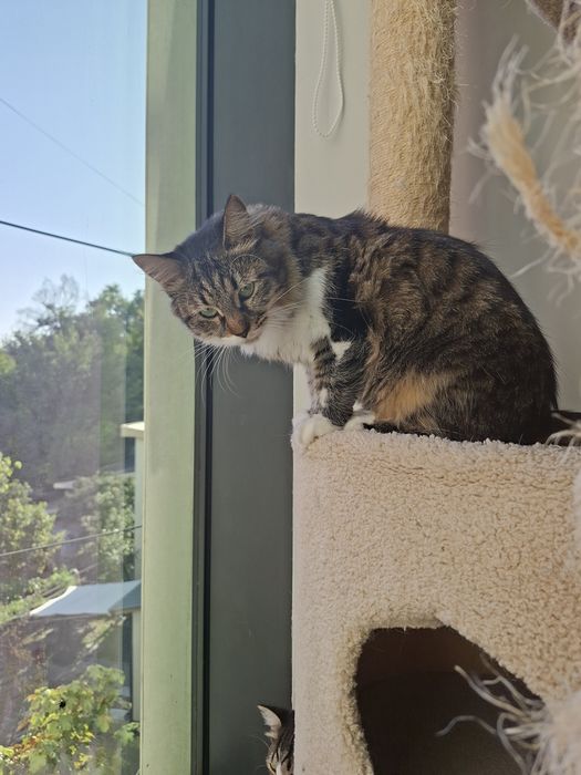 Котенок девочка кастрированная