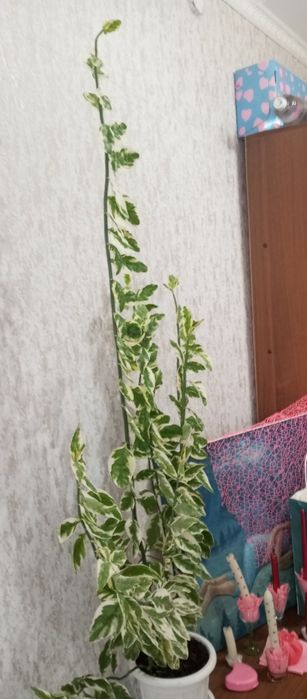 Педилантус     .