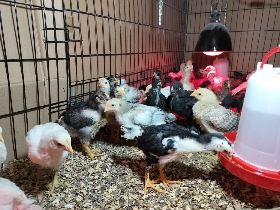 Pui zburați de casă