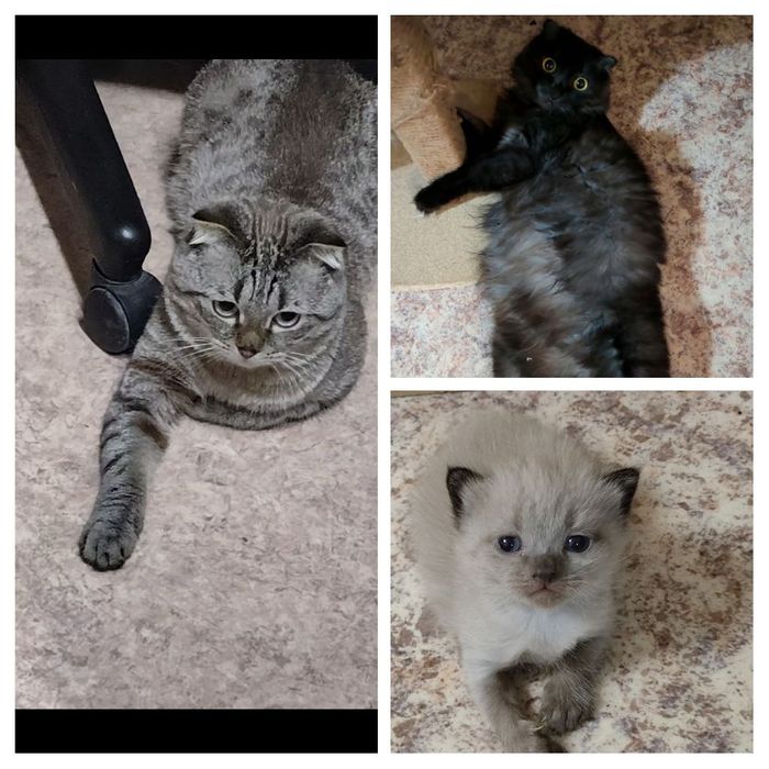 Продам котенка шотландского