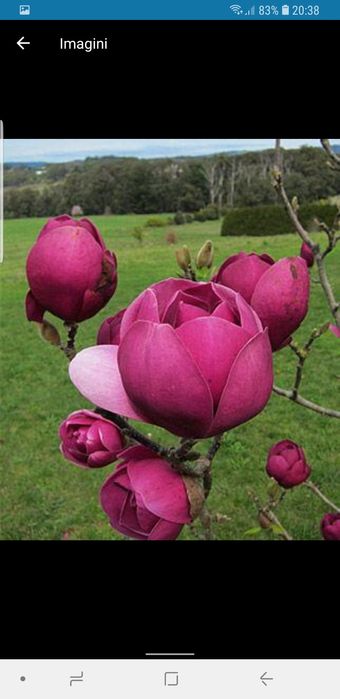 Magnolie genie foarte deosebită