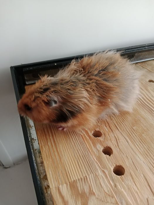 Продам хомяка Сирийский