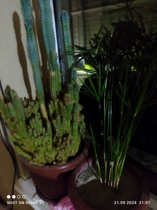 Цветы комнатные разные