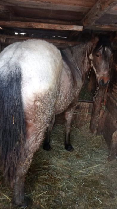 Продам трех лошадей