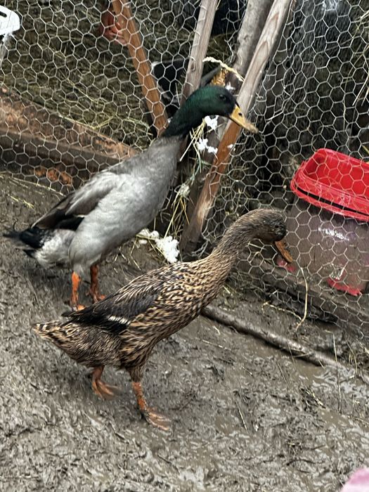 Vand famile de rate indiene 2 rate si un ratoi mancatoare de melci