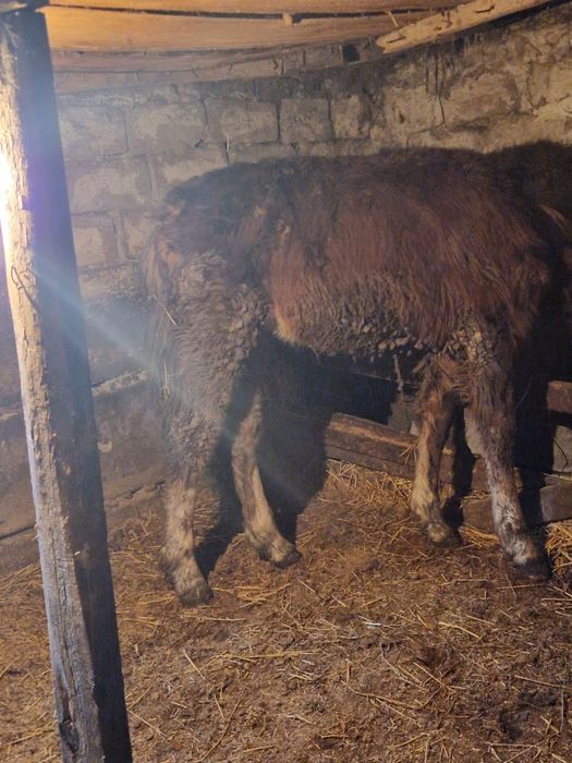 Продам лошадей, тайев