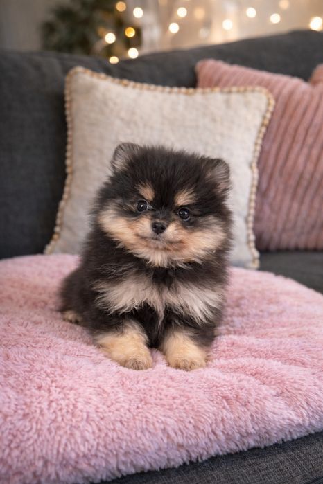 Девочка померанский шпиц мини