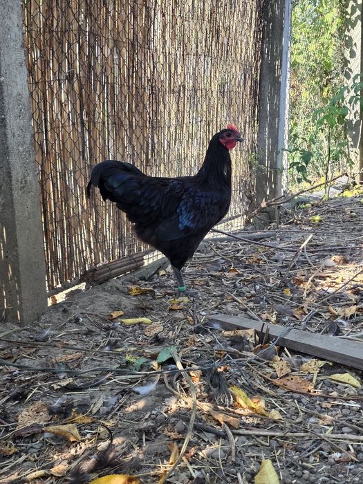 Cocoși Australorp negru și Brahma
