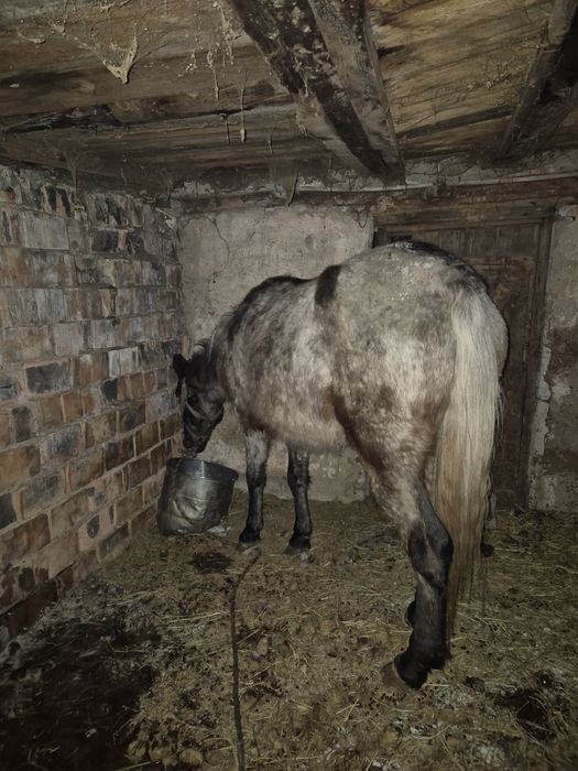 Продам баитал жеребая!