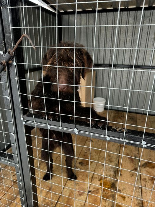 Щенок дратхаара 7 месяцев