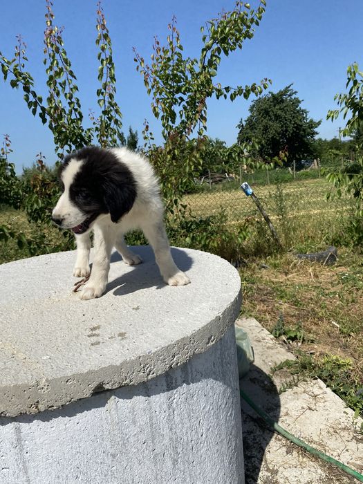 Catei ciobanesc de bucovina