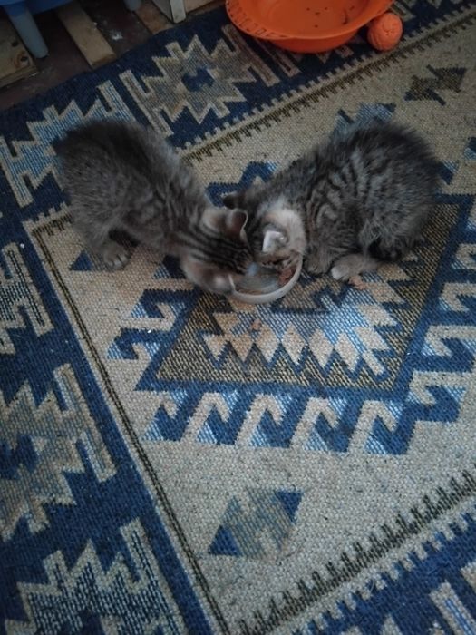 Два мальчишки в добрые руки