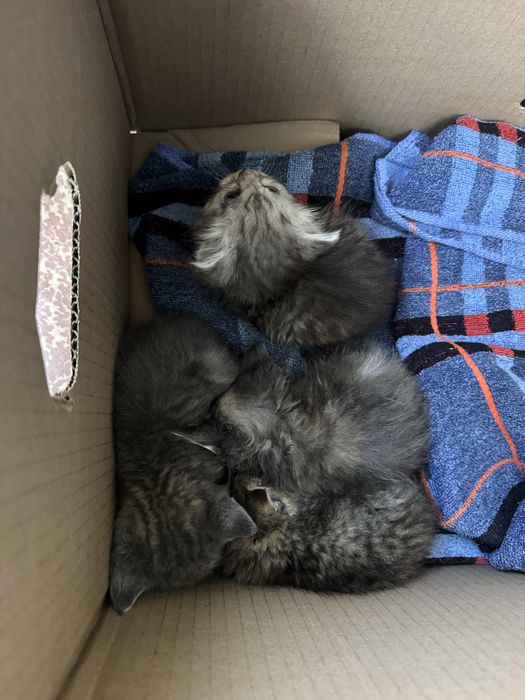Котята котенок в добрые руки !