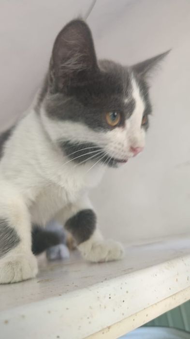 Котята 3 мес в добрые руки