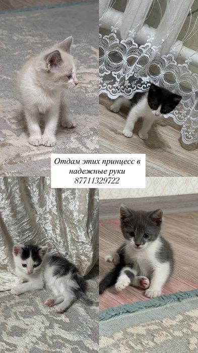 Игривые и энергичные принцесски.