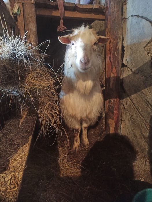 Продам Теке 2.5жас