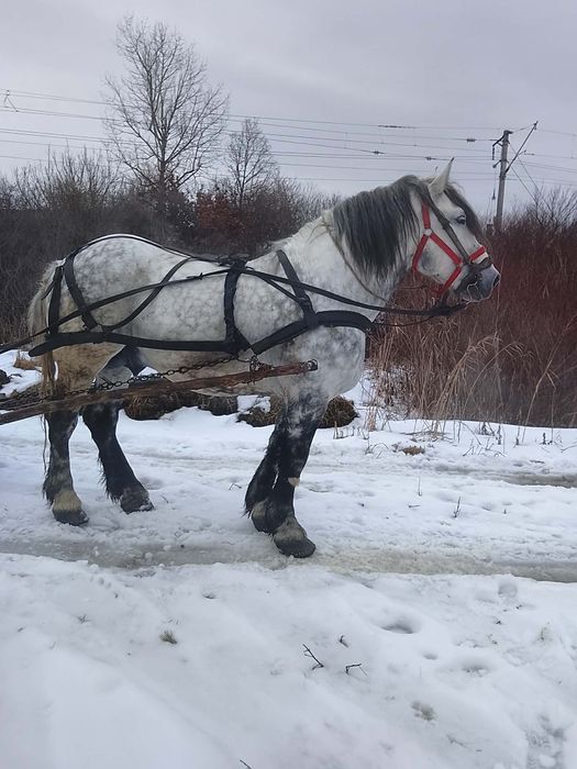 Vând sau schimb cal foarte frumos blând în vârstă de cinci ani mai mul