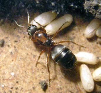 Formica rufibarbis самка и 4 рабочих
