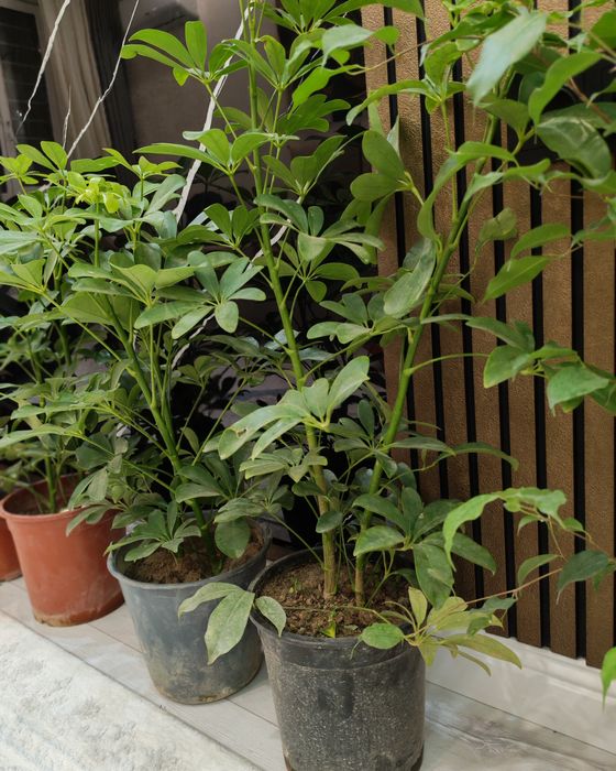 Домашний цветы 34