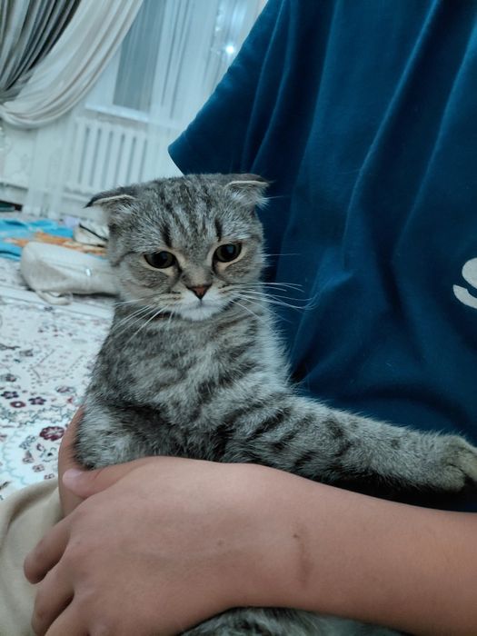 Мысық кисуля  оте сабырлы ұқыпты мысық