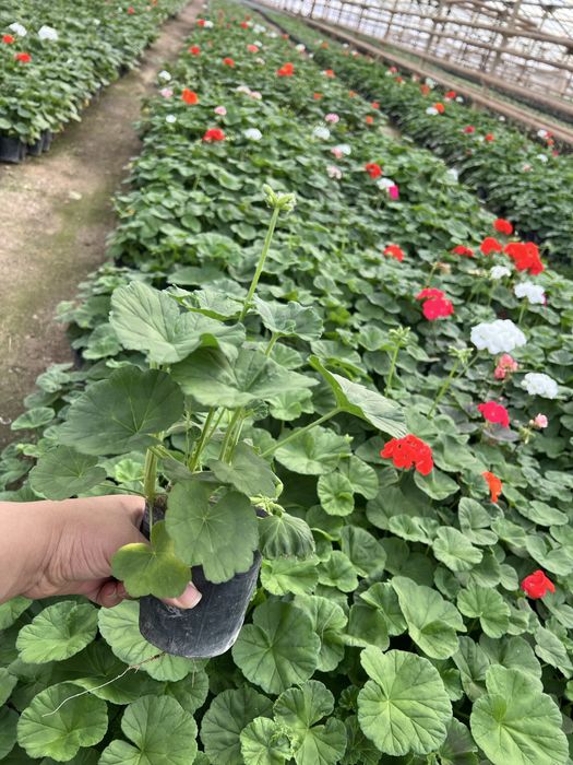 Герань geran  golland