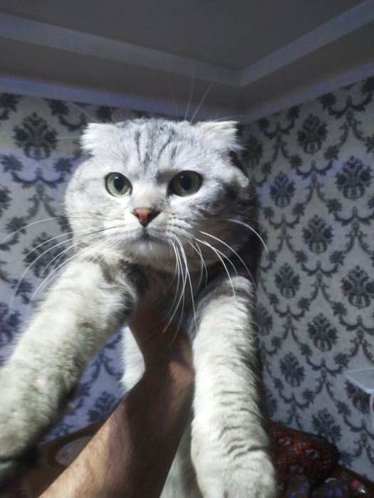 Tozza qon scotish fold kafolat bor tel qilishdan avval mushuk db sms y