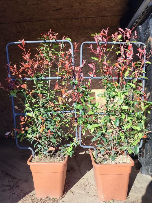 Photinia crescuta pe ghiveci