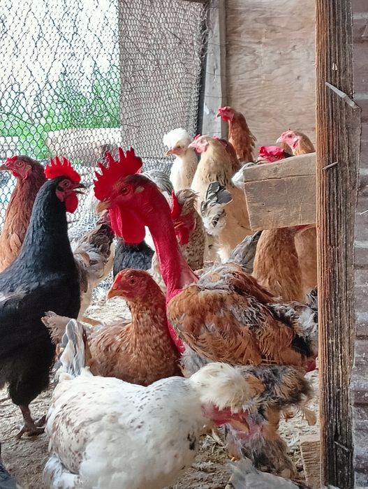 Инкубационное яйцо от домашних кур