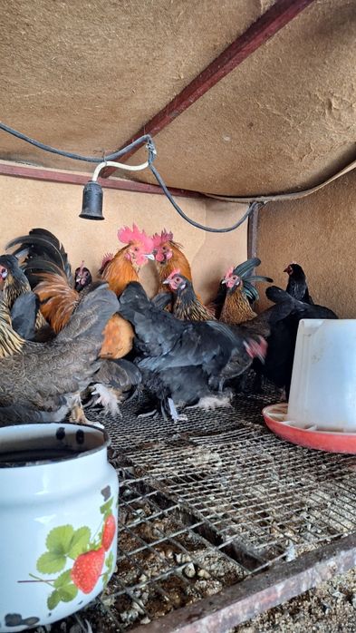 Карликовый куры БЕНТАМКИ