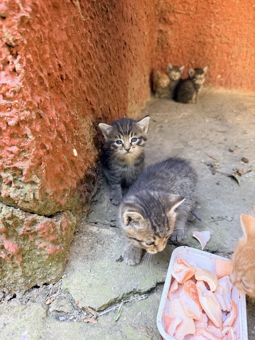 Котята в добрые руки