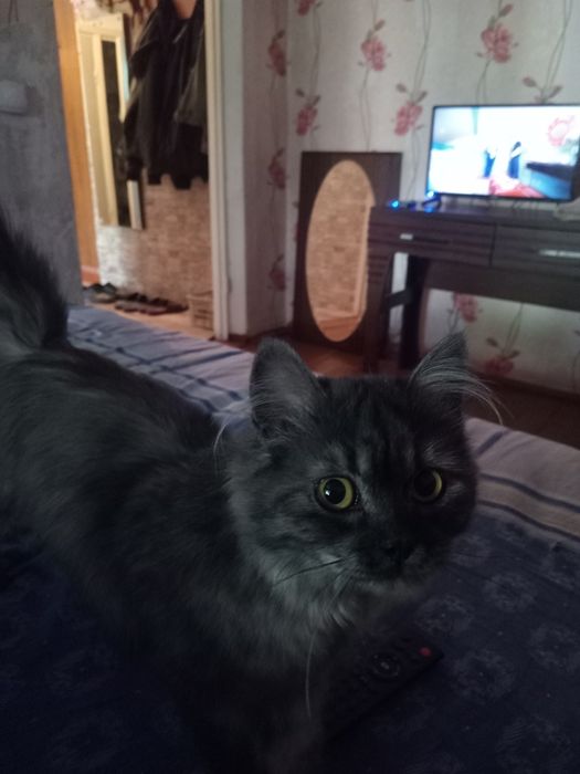 Отдам кошечку в добрые руки