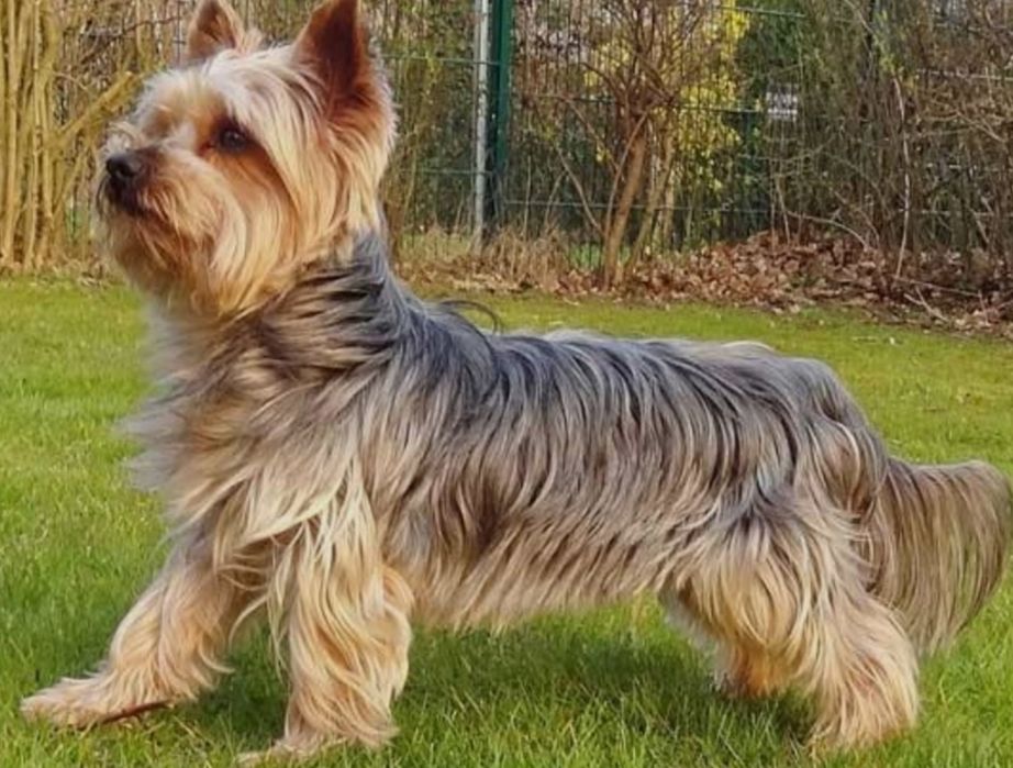 Срочно продаётся Йоркширский терьер