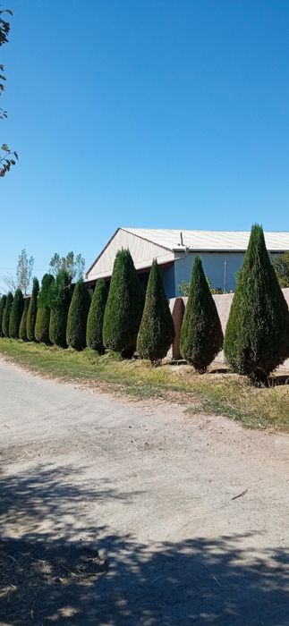 Турли хил арчаларга шакл бериш