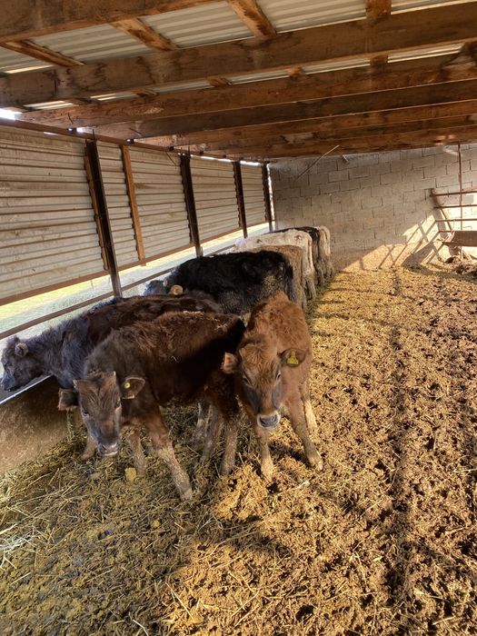 Подсос бузау сатылады