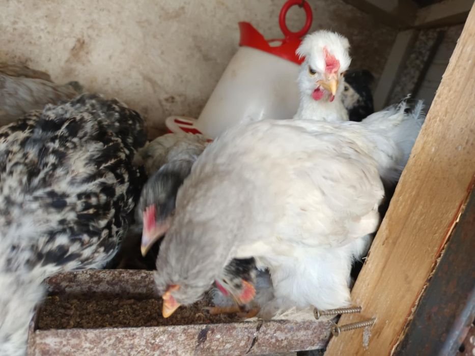 Pui Brahma, motați si din oua verzi și cocoși de anul trecut