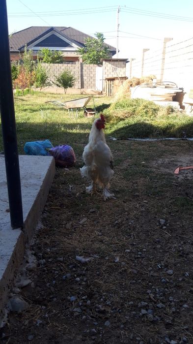 Петух Брама порода