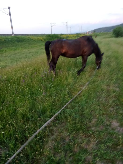 Vând iapă cuminte