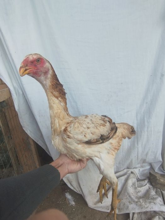 Sotiladi Toza kareya makiyonla!!