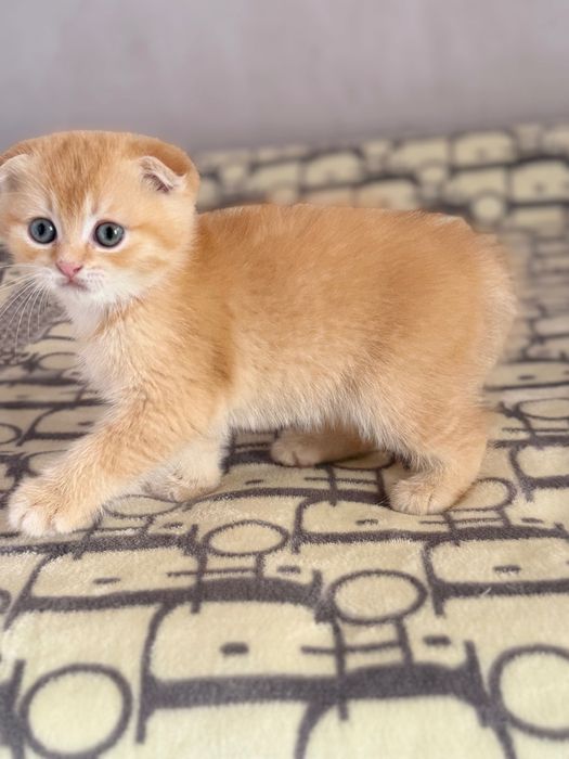 Zotli mushuk bolalari sotiladi. 2 oylik.