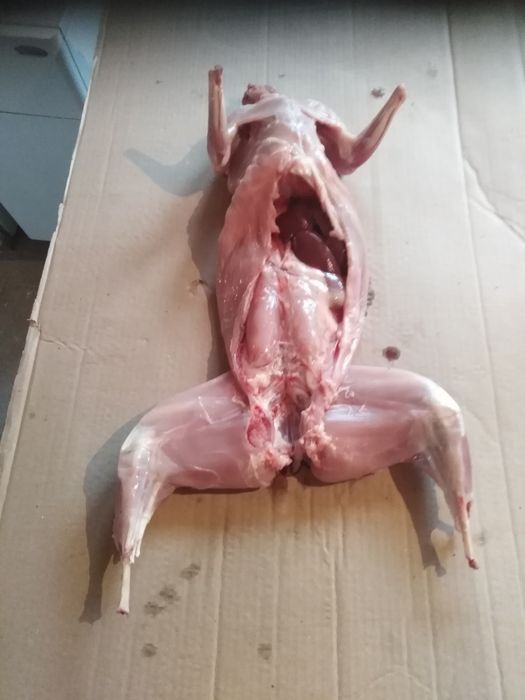 Продам мясо кролика