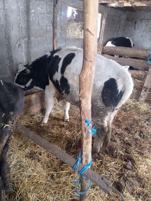 Taur de vânzare foarte cuminte