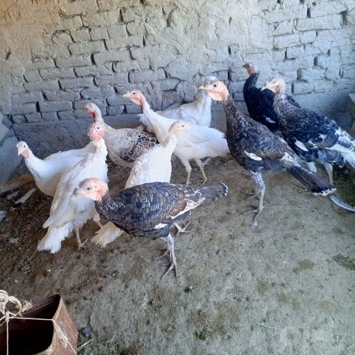 Kurkalar sotiladi
