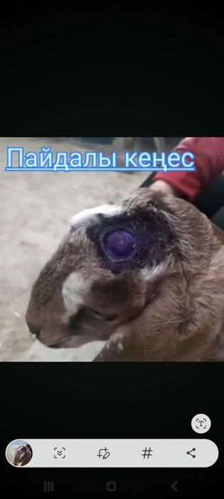 Лак   ешкі   теке